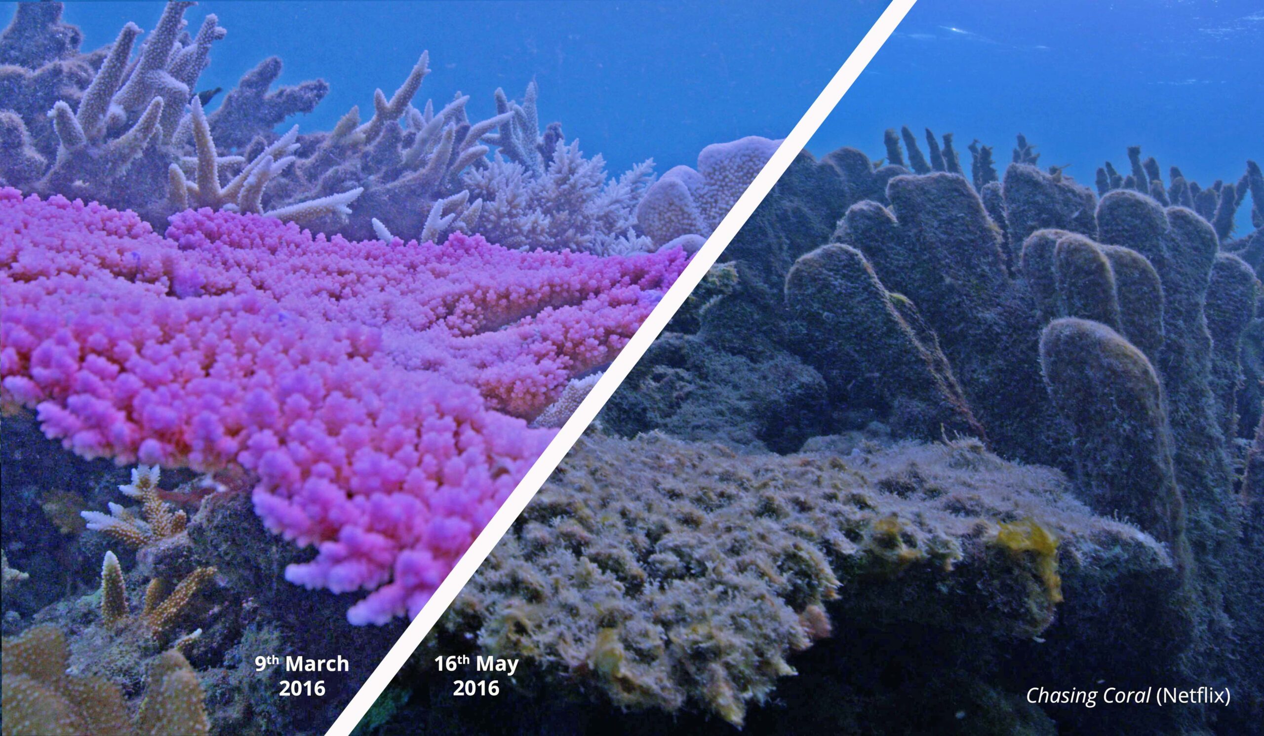 netflix coral bleaching after marine heatwave