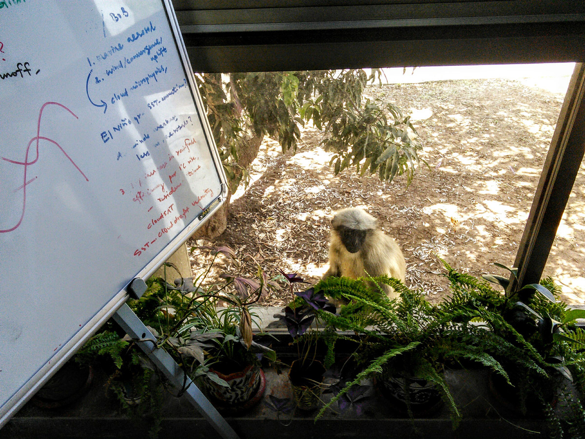 Roxy Koll Climate Lab Hanuman Langur 2015
