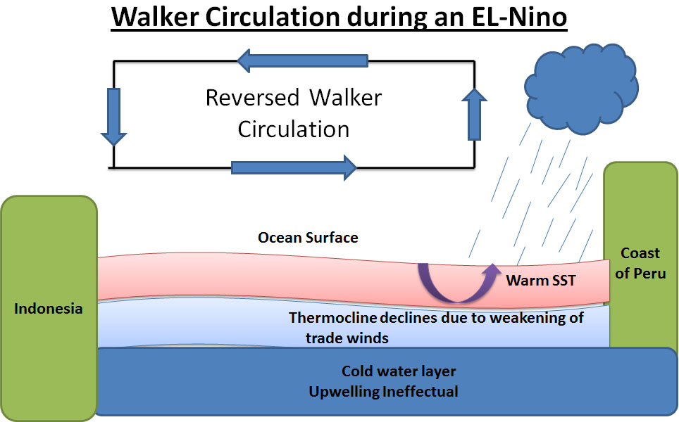 reversed walker circulation during el nino