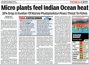 Phytoplankto feels Indian Ocean Heat