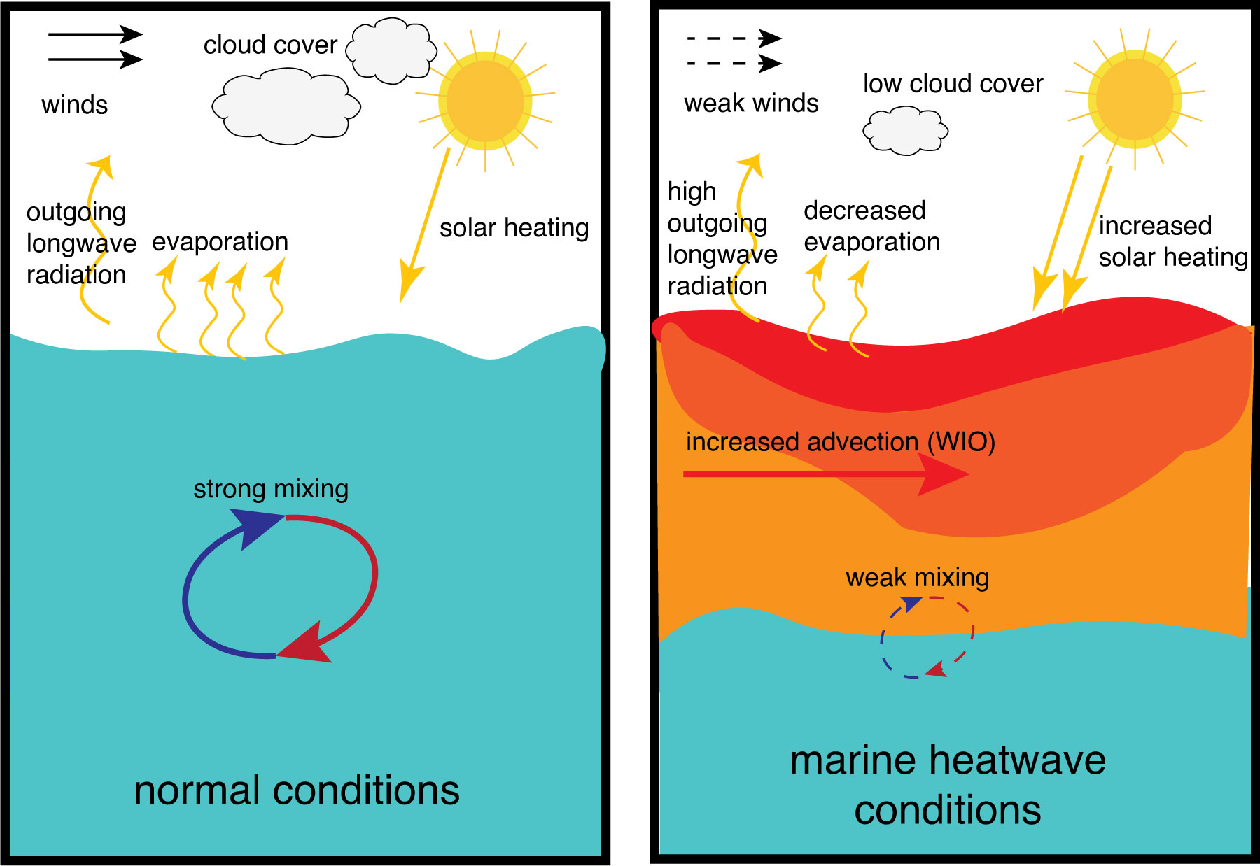 marine heatwaves local ocean atmospheric dynamics