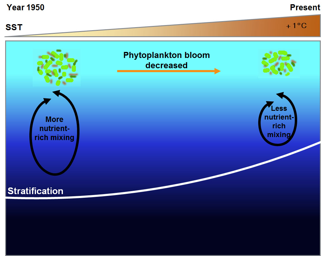 thermal stratification due to SST trends and resultant reduction in marine phytoplankton